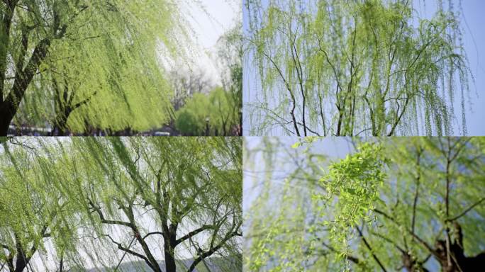 【合集】春天柳树柳叶柳条杨柳微风暖春