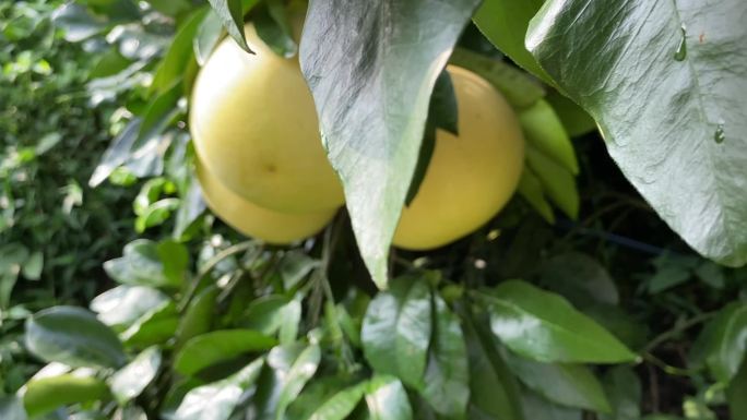 梅州柚子丰收时节天然无公害