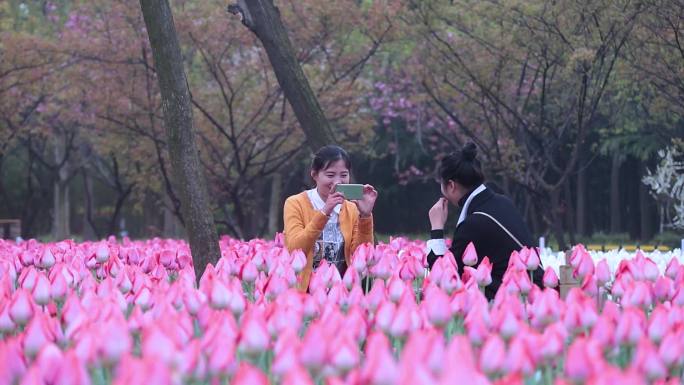 郁金香花展游客赏花-3