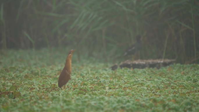 栗苇鳽