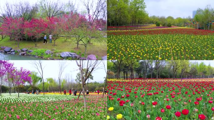 郑州绿博园-问花节