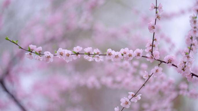 山桃花 4K素材