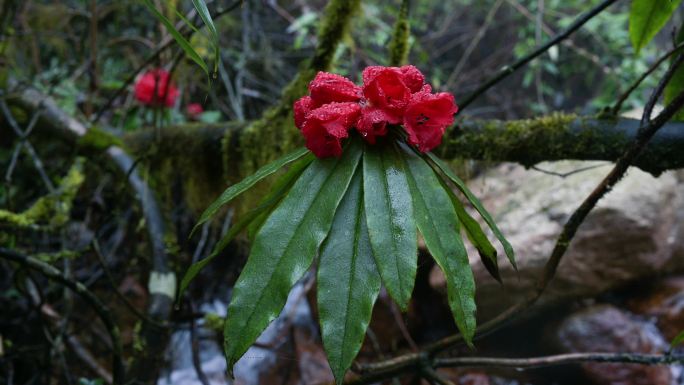 植物多样性野生高山杜鹃花开春意盎然