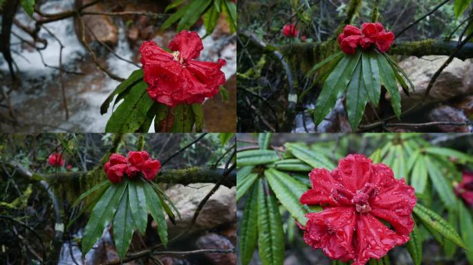 植物多样性野生高山杜鹃花开春意盎然