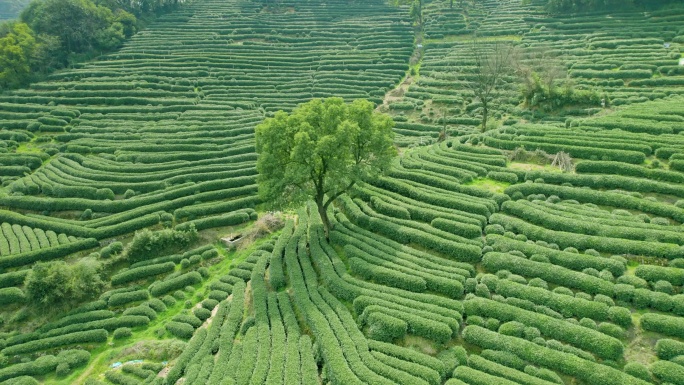 杭州龙井茶园 明前茶