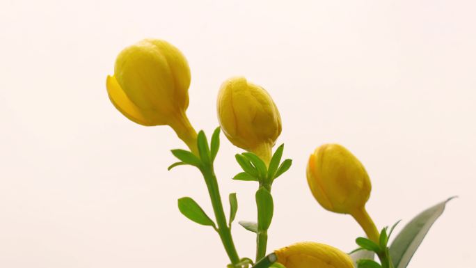 迎春花黄色花朵延时