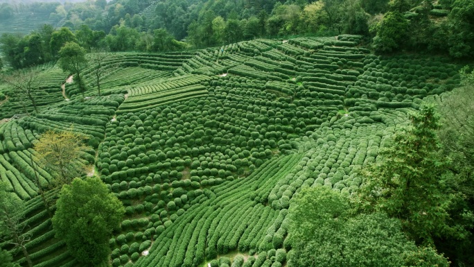 杭州龙井茶园 明前茶