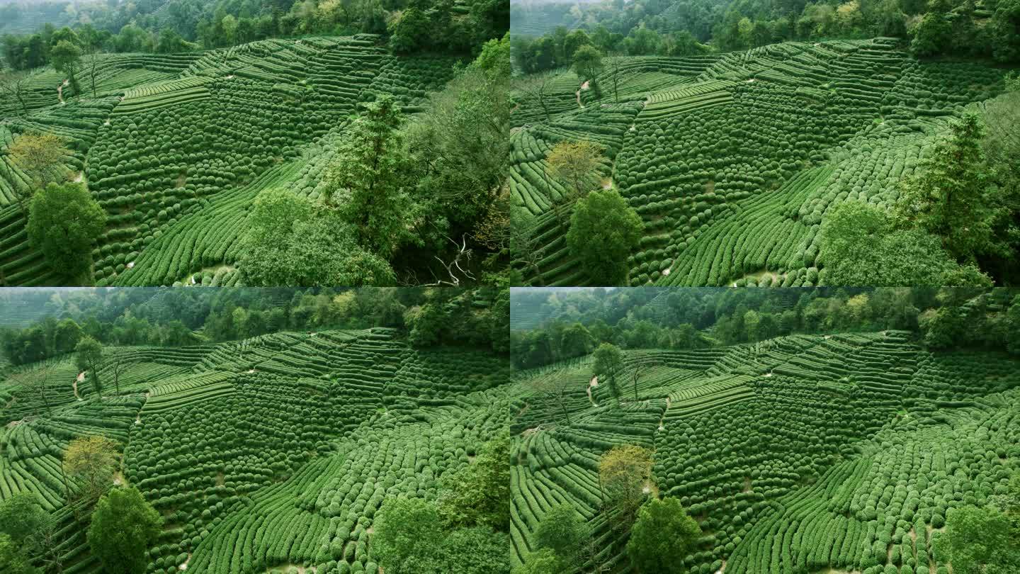 杭州龙井茶园 明前茶