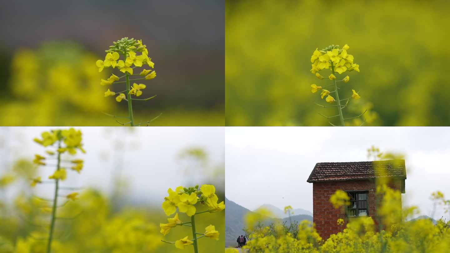 田野里的油菜花