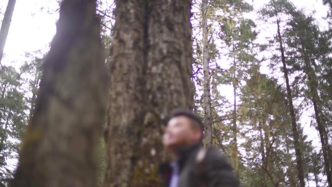 慢动作 森林 广告镜头  树林里寻找