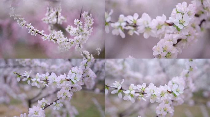 珍珠绣线菊 珍珠花 喷雪花 4K素材