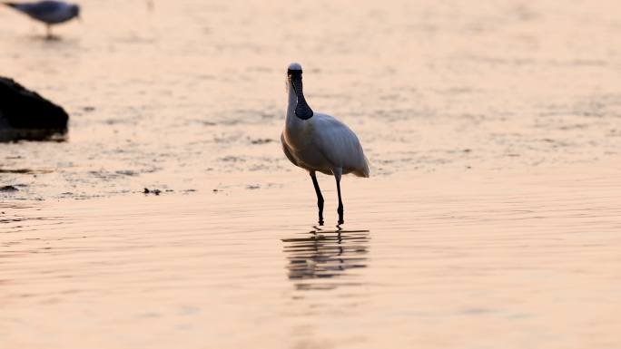 全球8.8%黑脸琵鹭 深圳红树林过冬洗澡