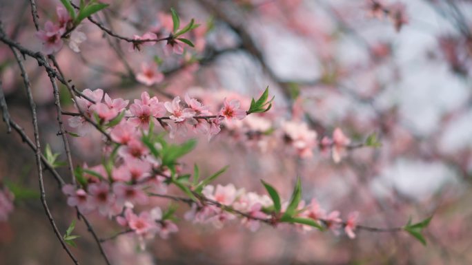 桃花片段