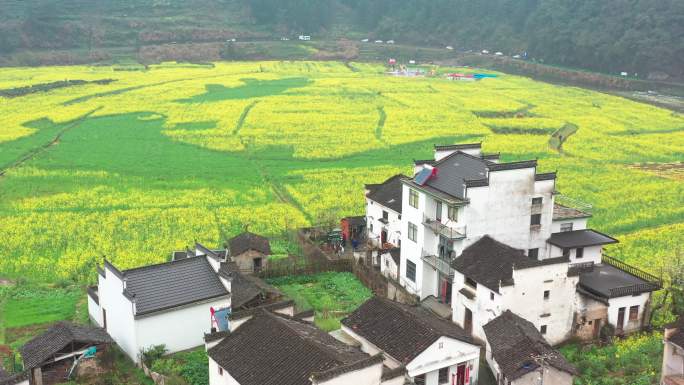 航拍婺源四月油菜花开时节景色