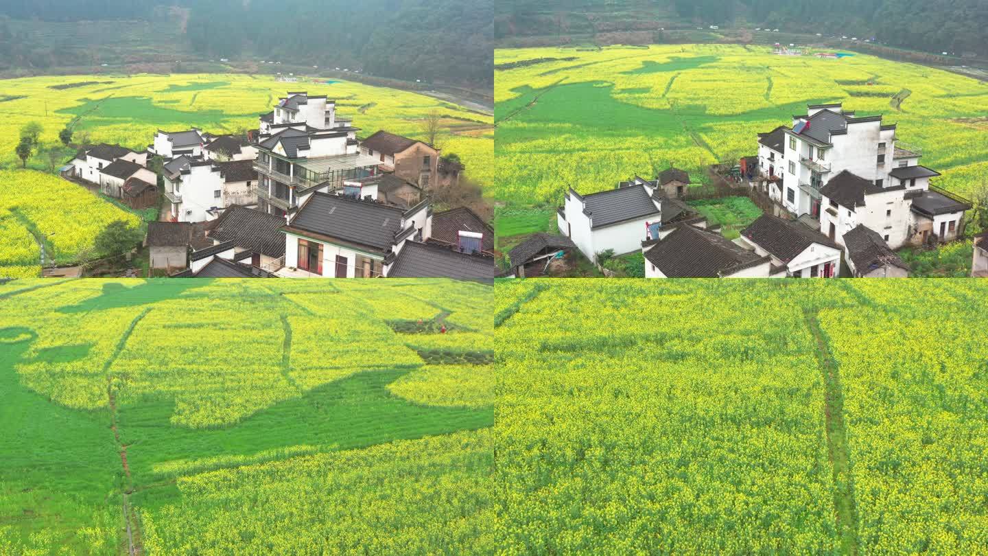 航拍婺源四月油菜花开时节景色