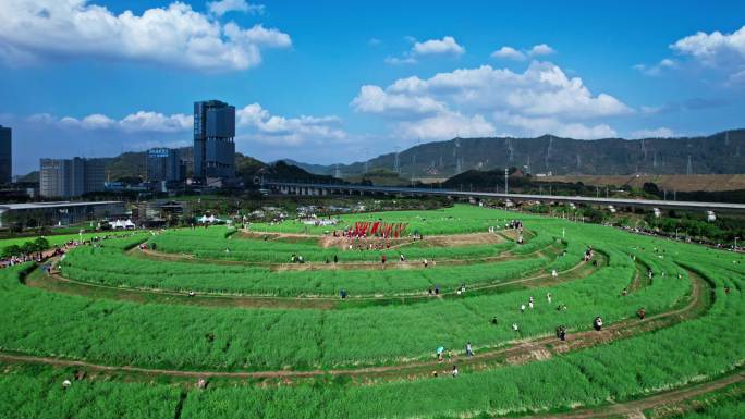 4K航拍深圳光明小镇欢乐田园