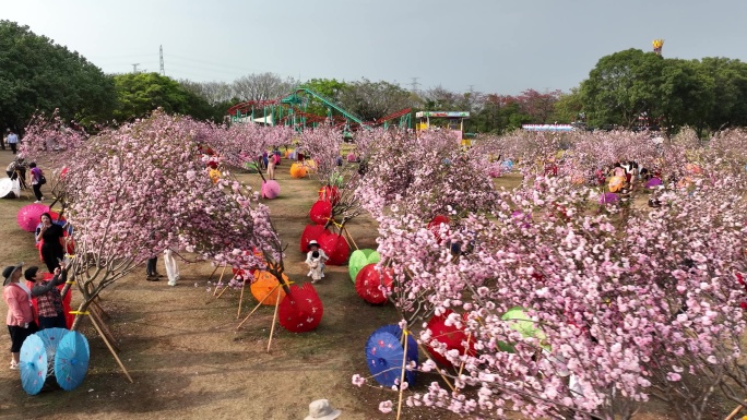 深圳樱花节