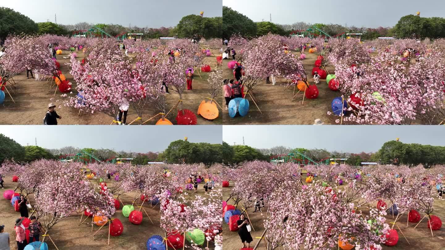 深圳樱花节