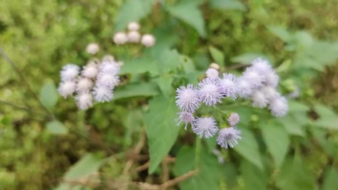 绿色 山花 霍香蓟 霍香蓟野花 温馨小草