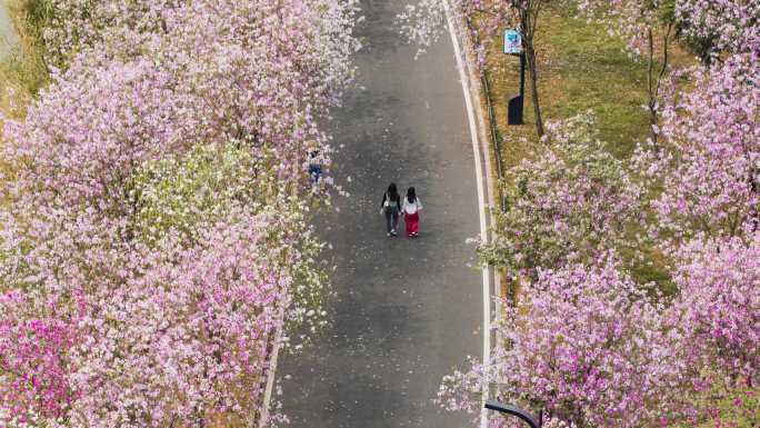 樱花