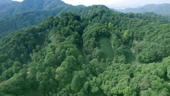 杭州龙井茶园 明前茶