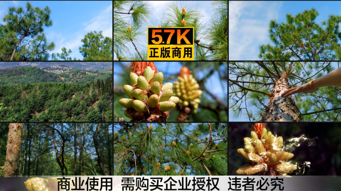 5.7K广告级画质 松树林 松花粉