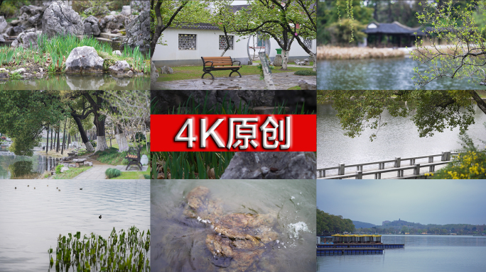 【4K50P】樱洲雨后春意盎然