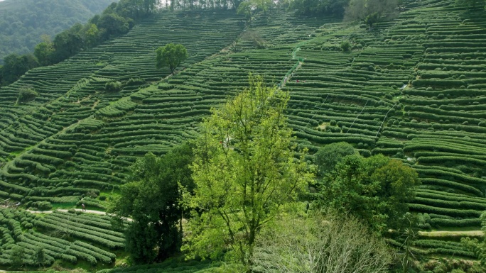 杭州龙井茶园 明前茶