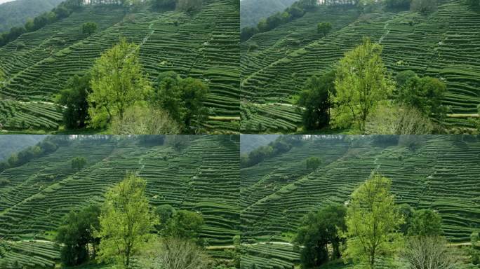 杭州龙井茶园 明前茶