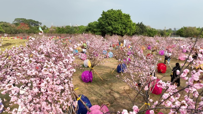 深圳樱花节