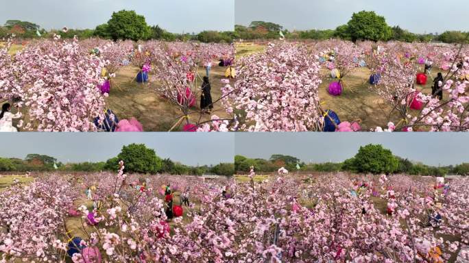 深圳樱花节