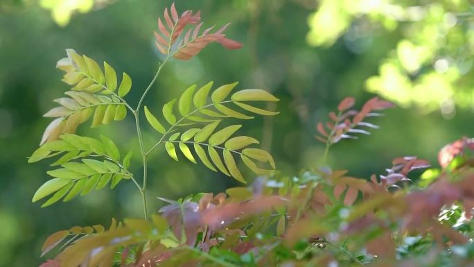 春–植物静物特写