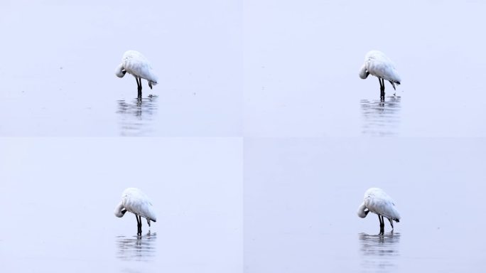 全球8.8%黑脸琵鹭 深圳红树林过冬洗澡