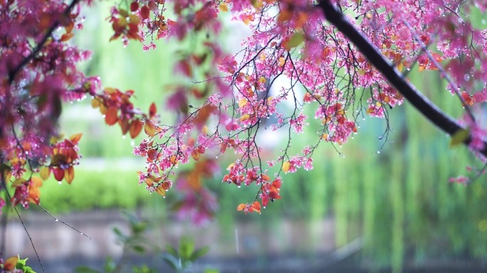 4k雨中的红花檵木