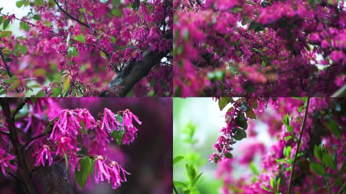 4k雨中的红花檵木