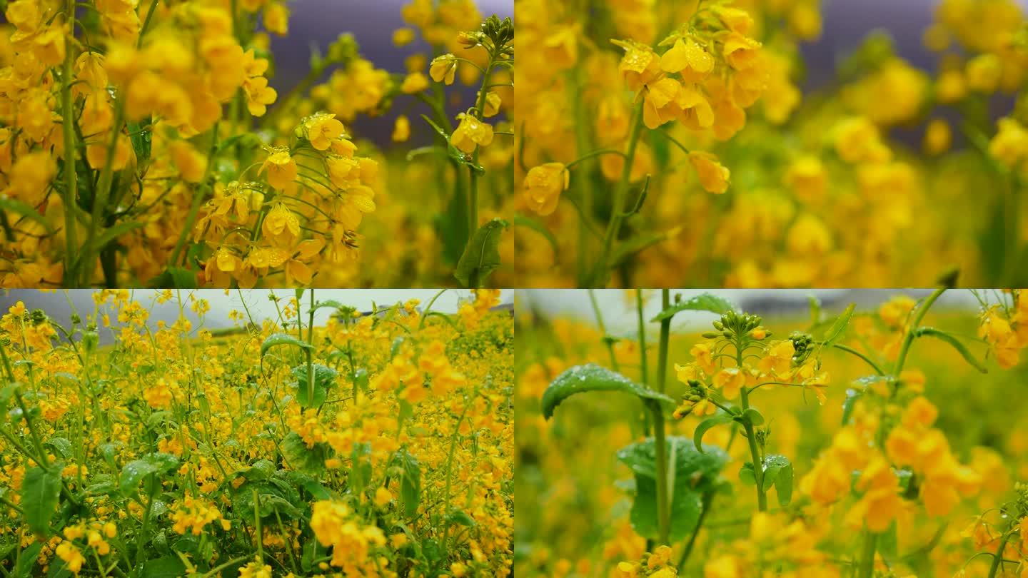 1920 50帧油菜花