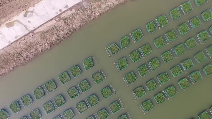 黄鳝养殖水产基地