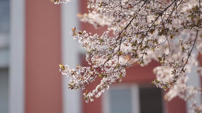 唯美樱花空镜头