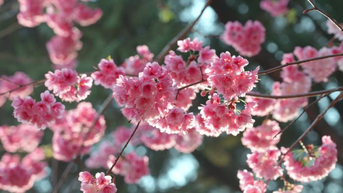 樱花 圆通山樱花 唯美樱花 昆明樱花