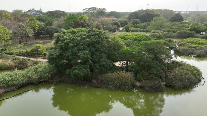 深圳海上田园航拍