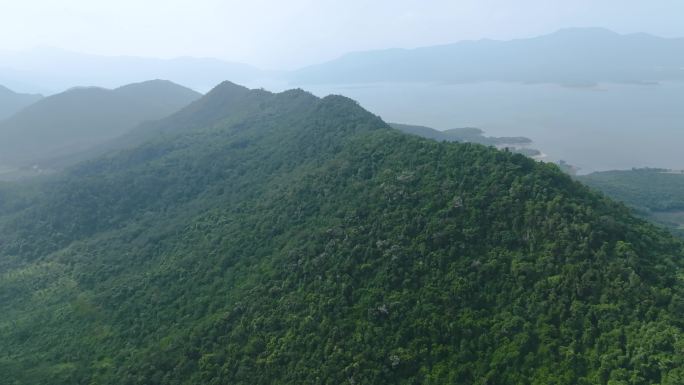 海南黄花梨树林