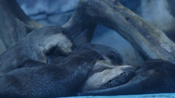 海獭动物观赏海洋馆海洋世界水族馆