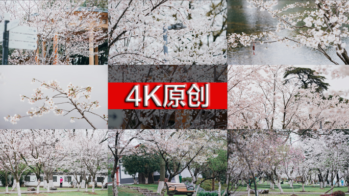 【4K50P】樱花雨后清新氛围