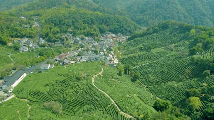 杭州龙井茶园  美丽山村 明前茶