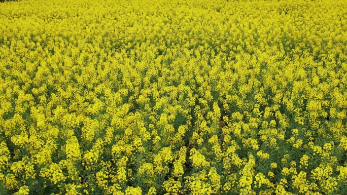 俯拍油菜花田