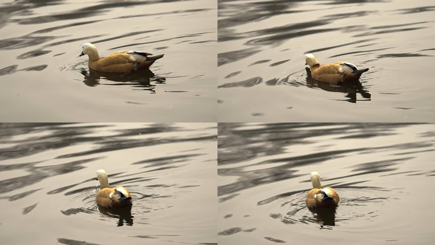 鸭子游泳