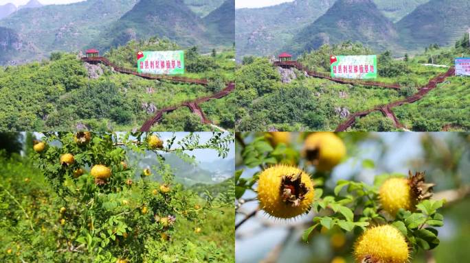 盘州刺梨基地