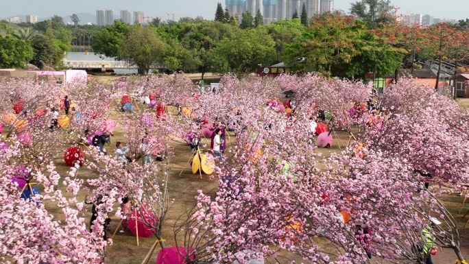 深圳樱花节