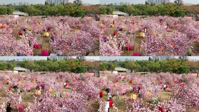 深圳樱花节