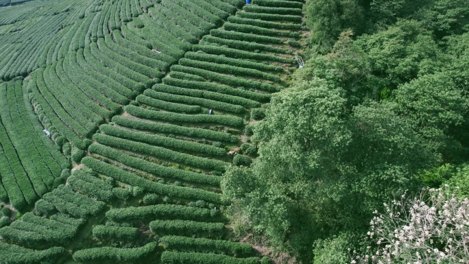 杭州龙井茶园 明前茶